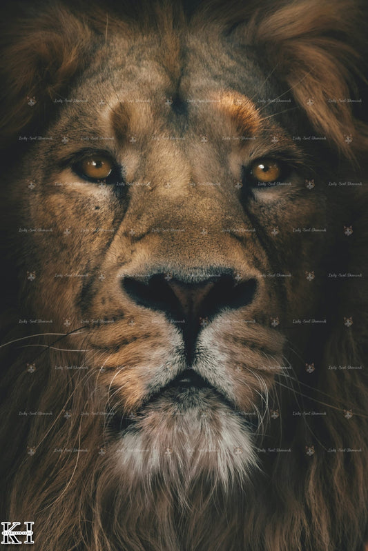 Im Auge des Löwen - Lucky Soul Diamonds