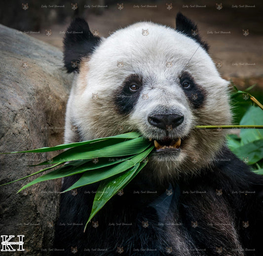 Gemütlicher Panda - Lucky Soul Diamonds